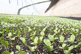 努力曬太陽(yáng)的娃娃菜