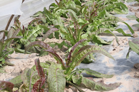 生命力滿滿的紅筍