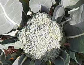 曬太陽(yáng)的西藍(lán)花