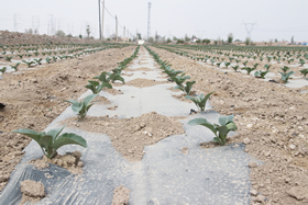 排排坐的松花苗苗