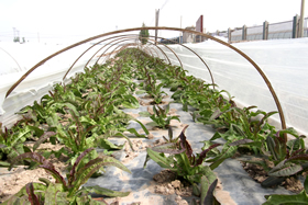 紅筍小時(shí)候