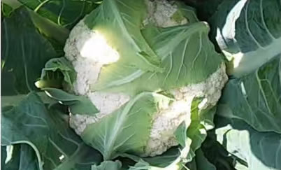 含苞待開的松花