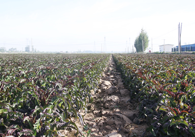 種植場(chǎng)景