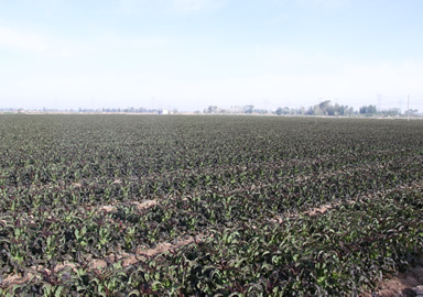 種植場(chǎng)景