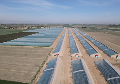 種植場(chǎng)景