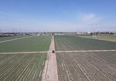 種植場(chǎng)景