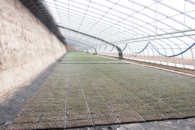 種植場(chǎng)景